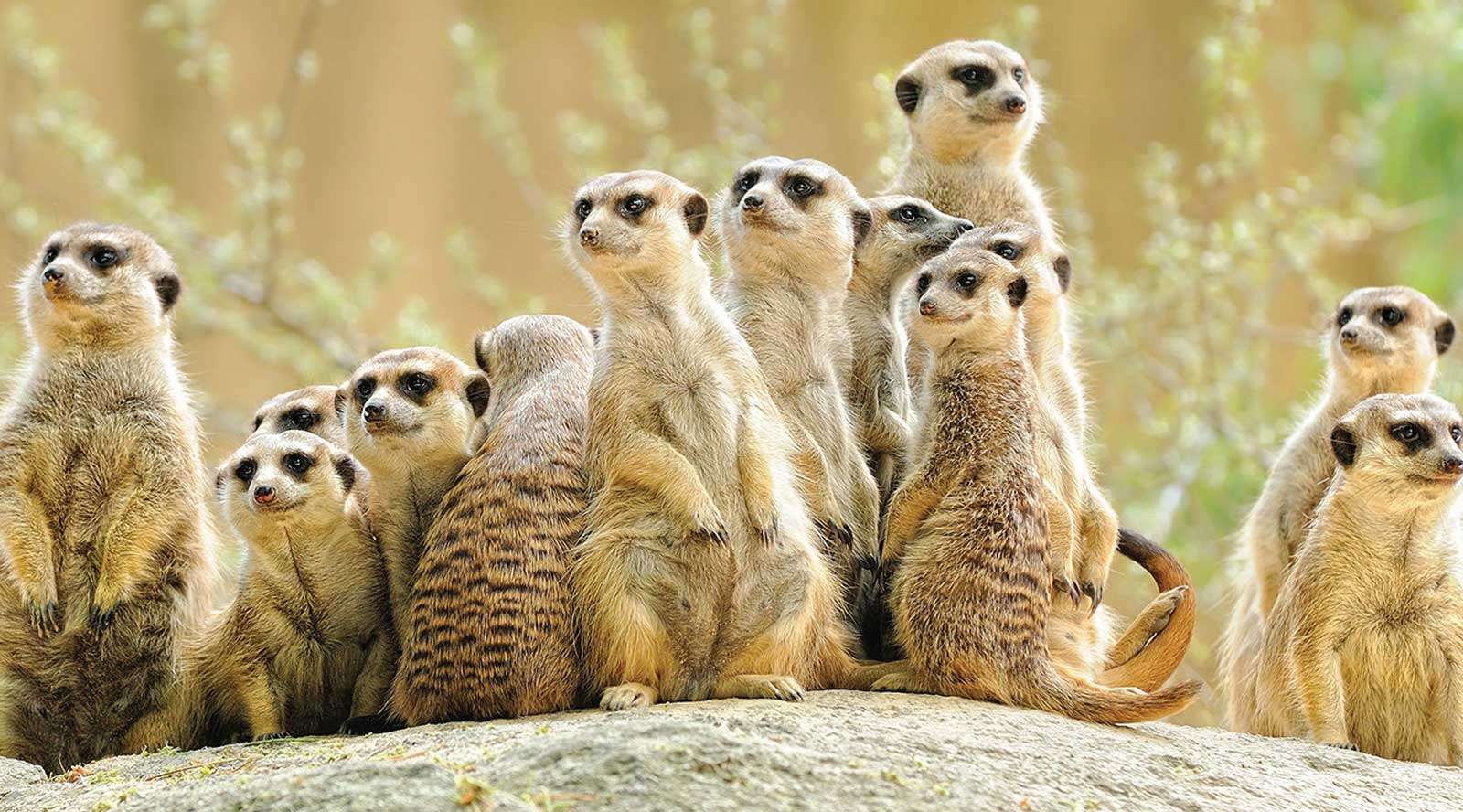 A group, or mob, of meerkats on a rock representing Meerkat Group Therapy