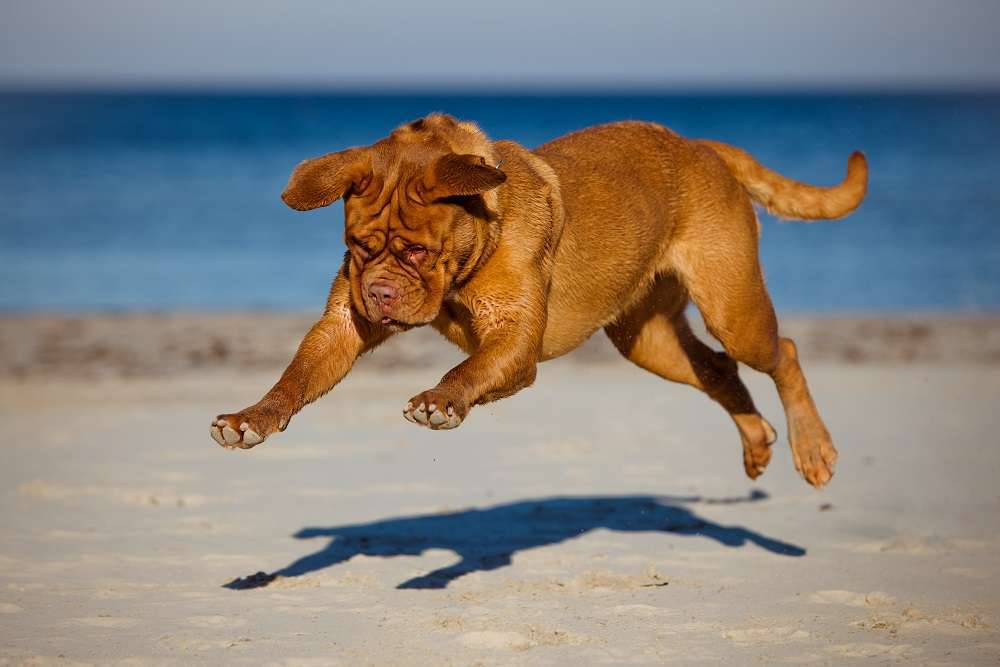 Dogue De Bordeaux running on the Beach