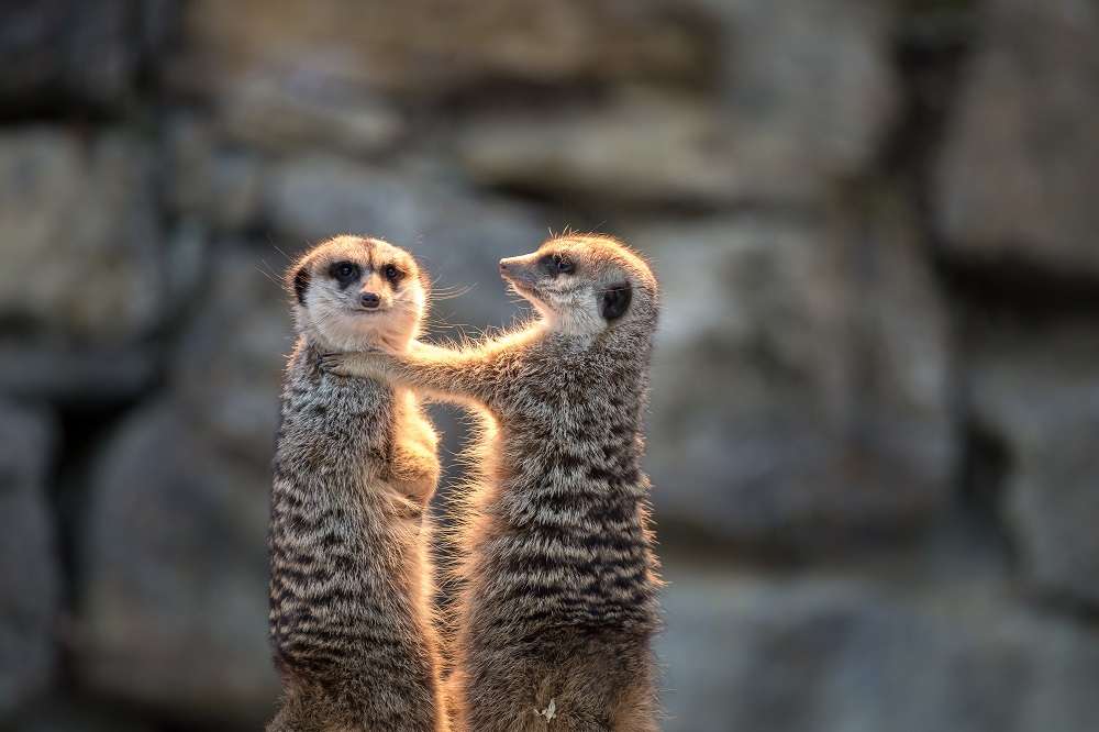 Two Meerkats standing