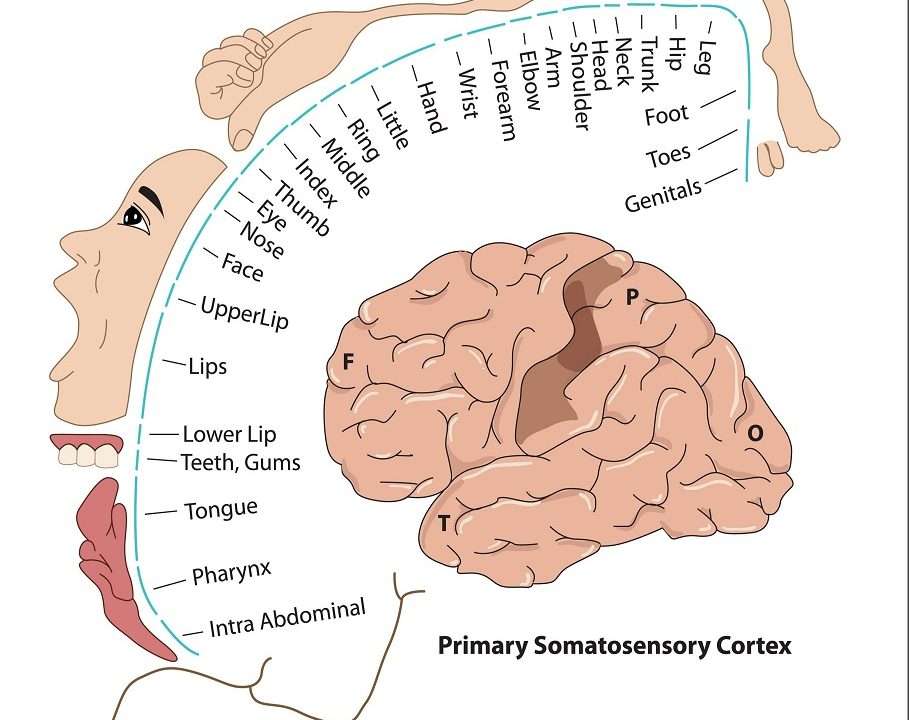 The Homunculus represented as a mapping of a human brain to body parts