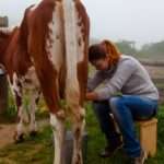A woman sitting on a stool milking a cow in a paddock