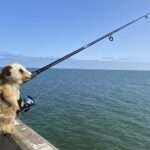 Meerkat fishing at Grange Jetty