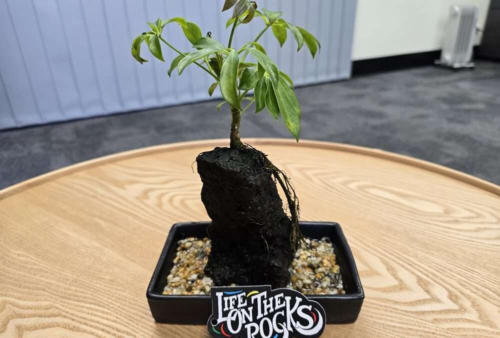 A plant growing on top of a rock on a desktop