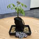 A plant growing on top of a rock on a desktop