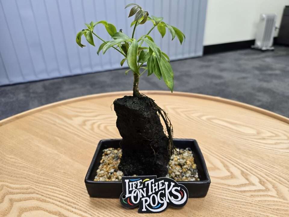 A plant growing on top of a rock on a desktop