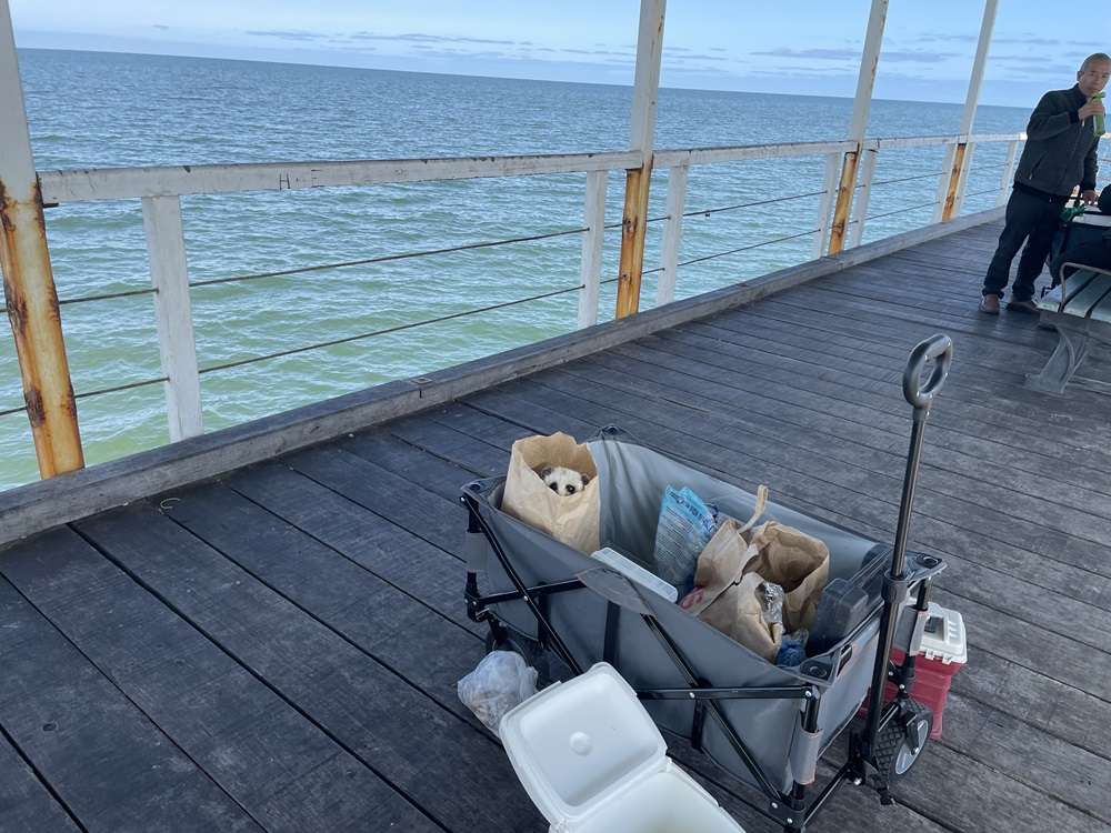 A Meerkat in a trolley on a jetty with fishing gear