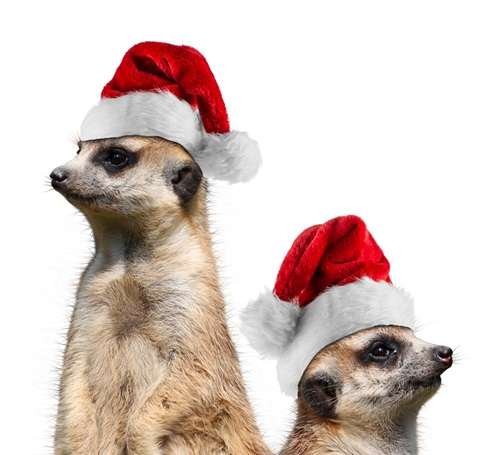 Two Meerkats with Christmas hats