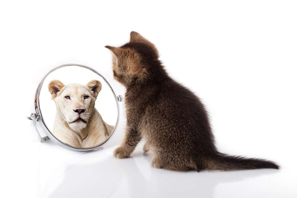 Kitten sees a Lion in mirror - Paragon PsychConnect A kitten looking into a mirror and seeing a Lion