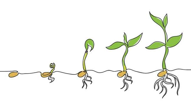 Growing Broad Bean - Paragon PsychConnect Five images of a broad bean growing from a bean to a small plant