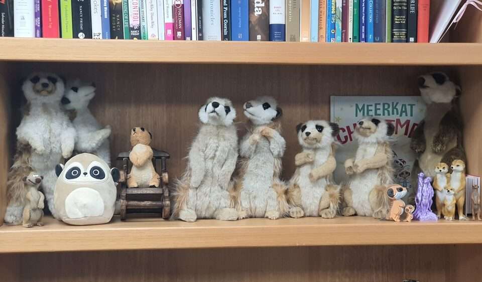 Maria's office bookshelf with books and meerkats