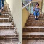 Two photos of Maria both walking up and sitting on the steps with Meerkats lined up the steps