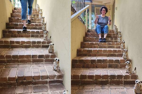 Two photos of Maria both walking up and sitting on the steps with Meerkats lined up the steps