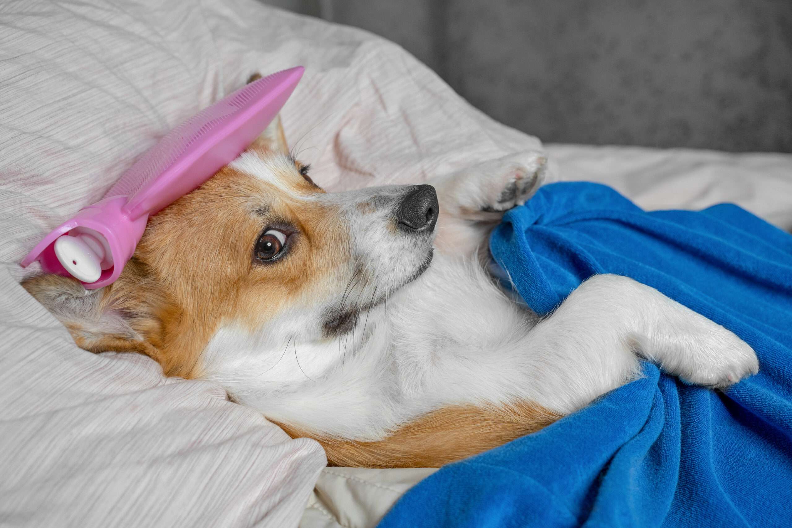 A small dog resting in bed under a blue blanket with a cold pack on its head, looking tired and unwell. The image symbolises how reduced activity and withdrawal can be early functional changes after injury or illness
