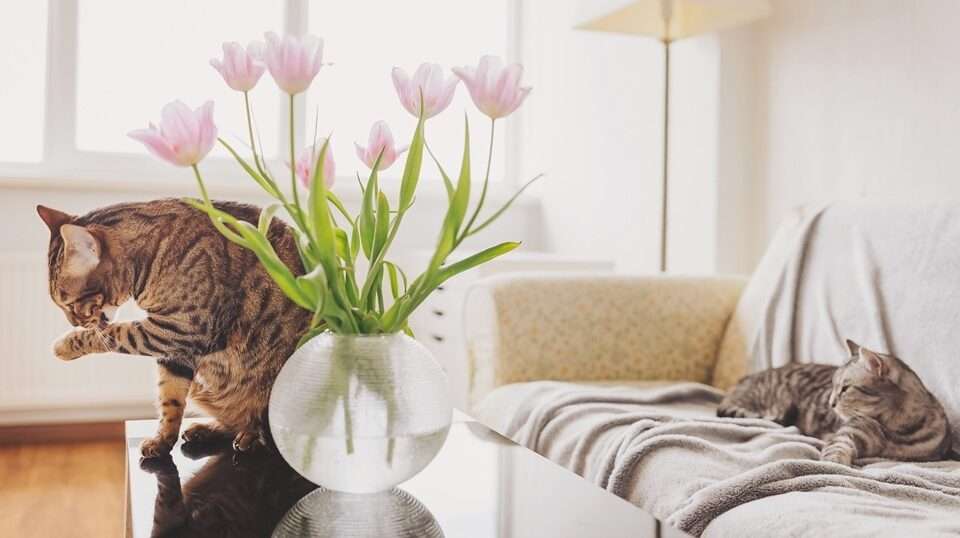 Two Bengal cats in a lounge room. On eon a lounge and the other on the table